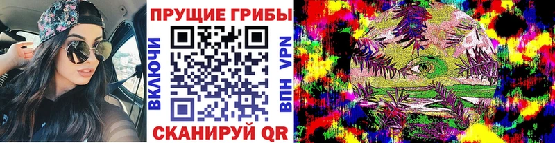 Купить где  Тюкалинск  Галлюциногенные грибы Psilocybe 